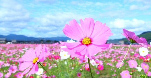 コスモスの花