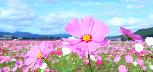 コスモスの花