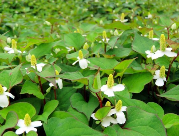 ドクダミの花群生