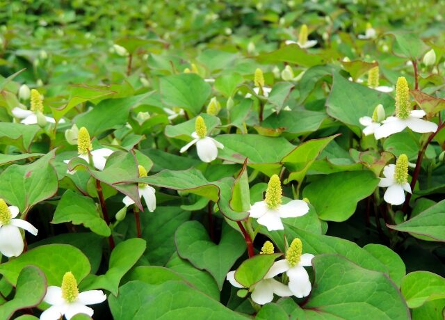 ドクダミの花群生