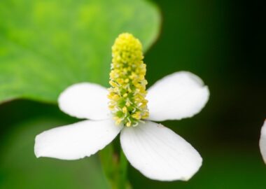 ドクダミの花