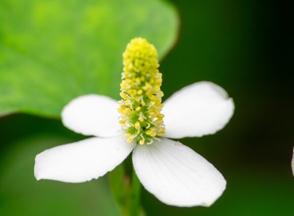 ドクダミの花