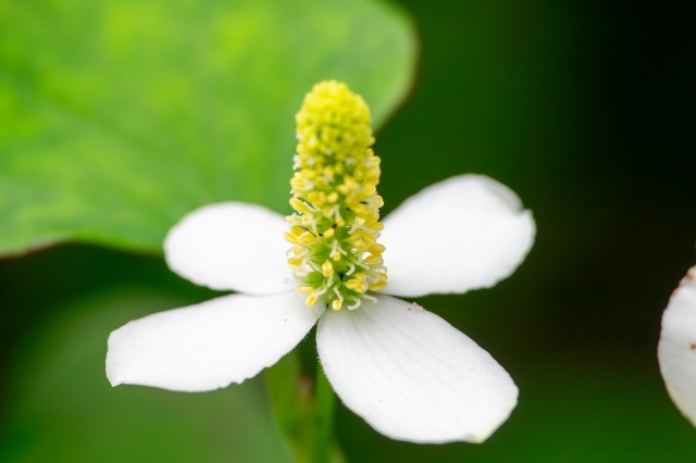 ドクダミの花